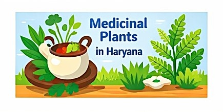 Medicinal plant crops farming in Haryana guide for farmers